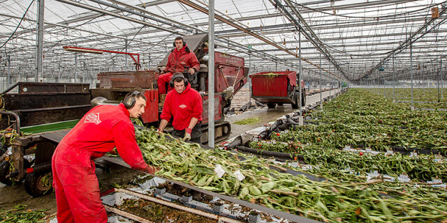 Loonbedrijf Van Etten teeltwisseling paprika's